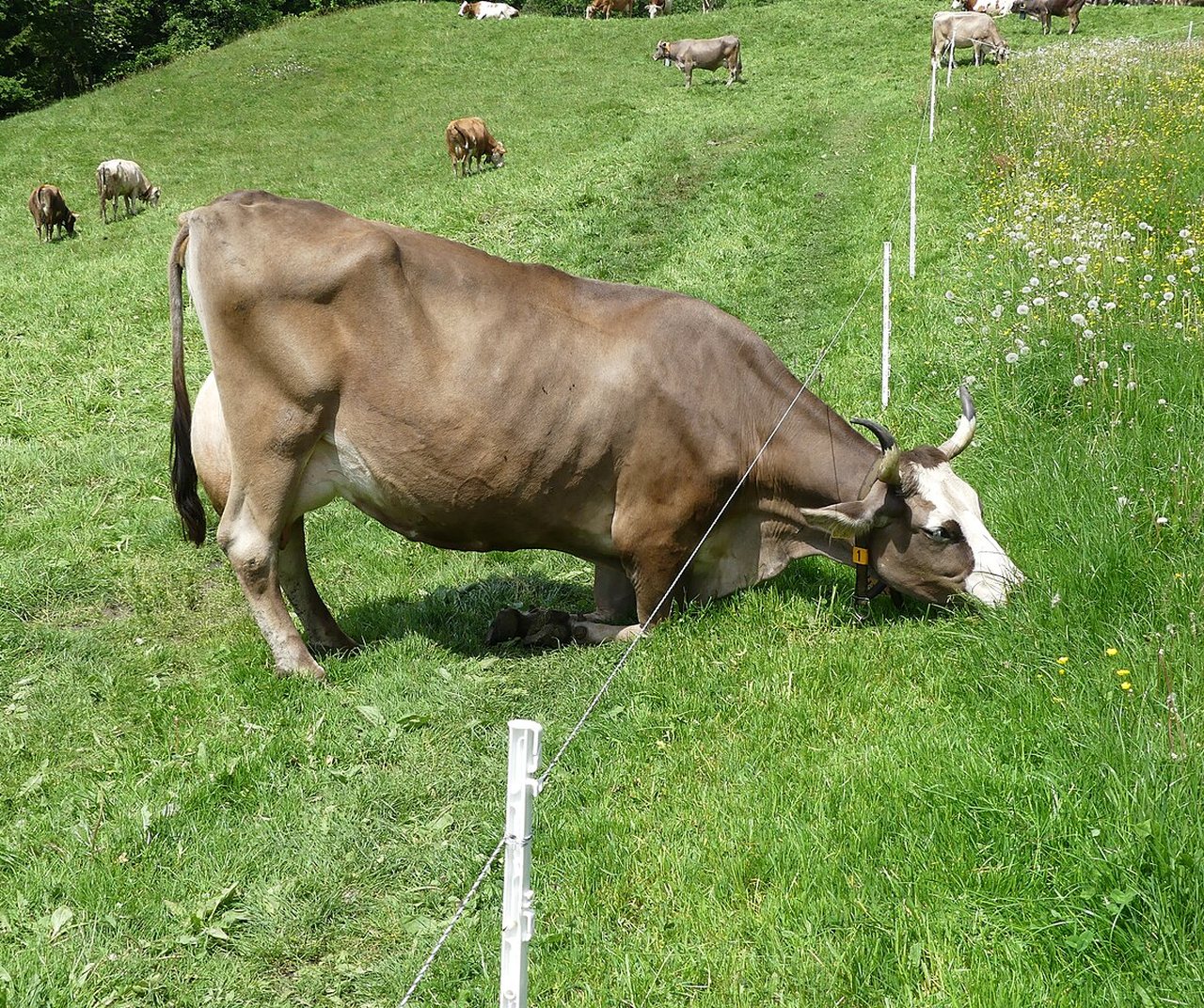 Green fodder crop ready for cutting